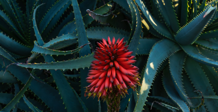 THE EXTRAORDINARY PROPERTIES OF ALOE  Ecosalute