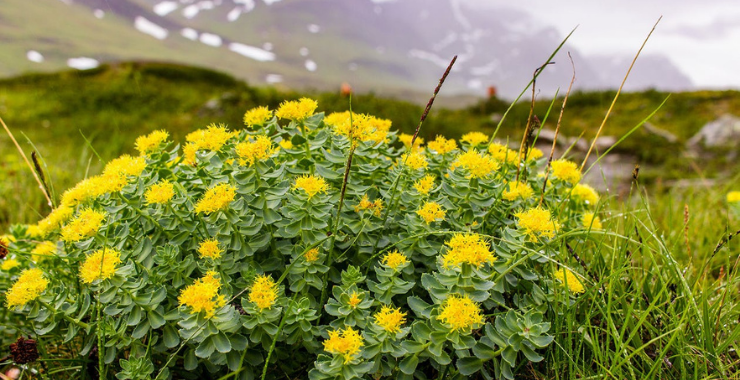 RHODIOLA NATURAL SUPPORT FOR PHYSIOLOGICAL AND INTELLECTUAL