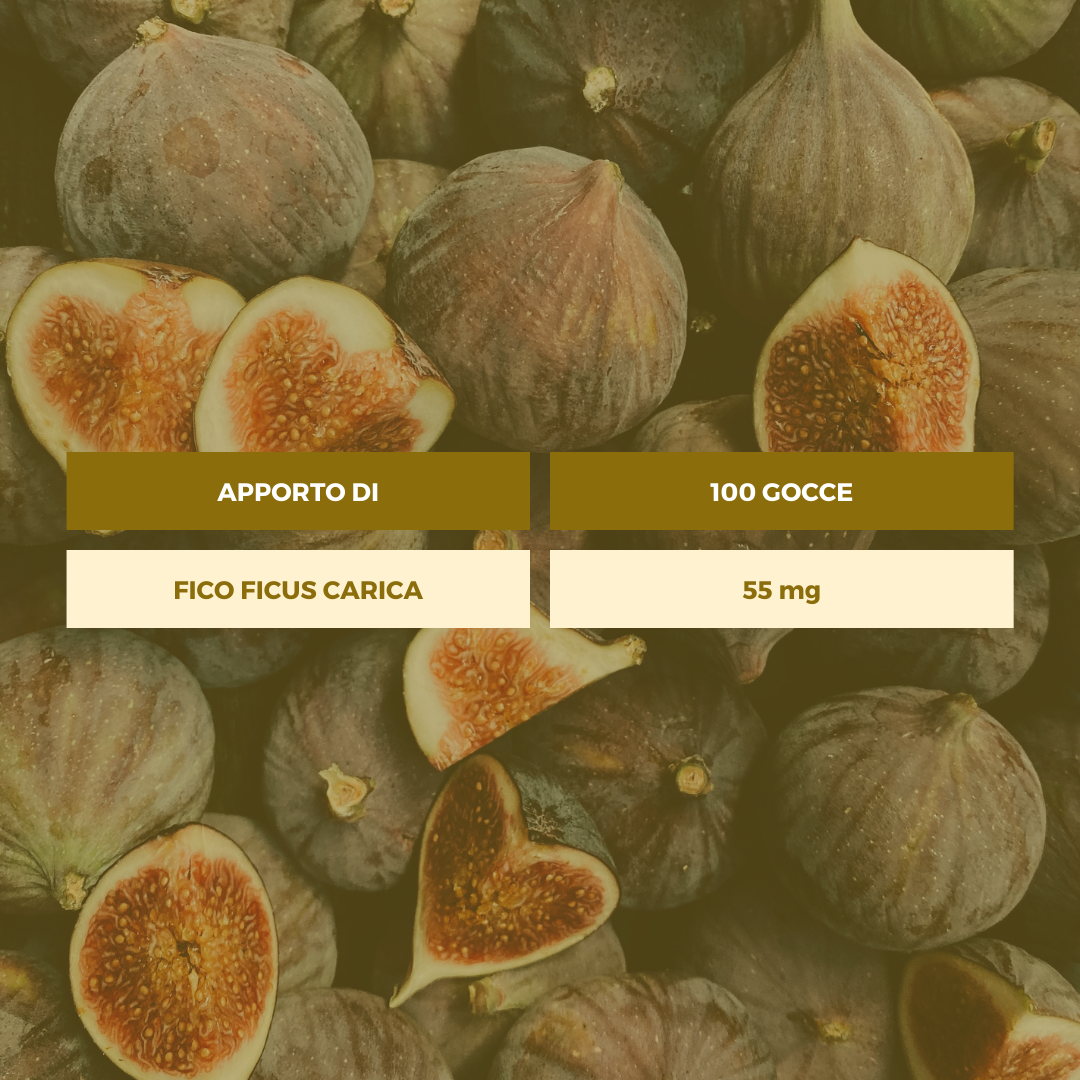 FICUS CARICA Gemmoderivato Ecosalute