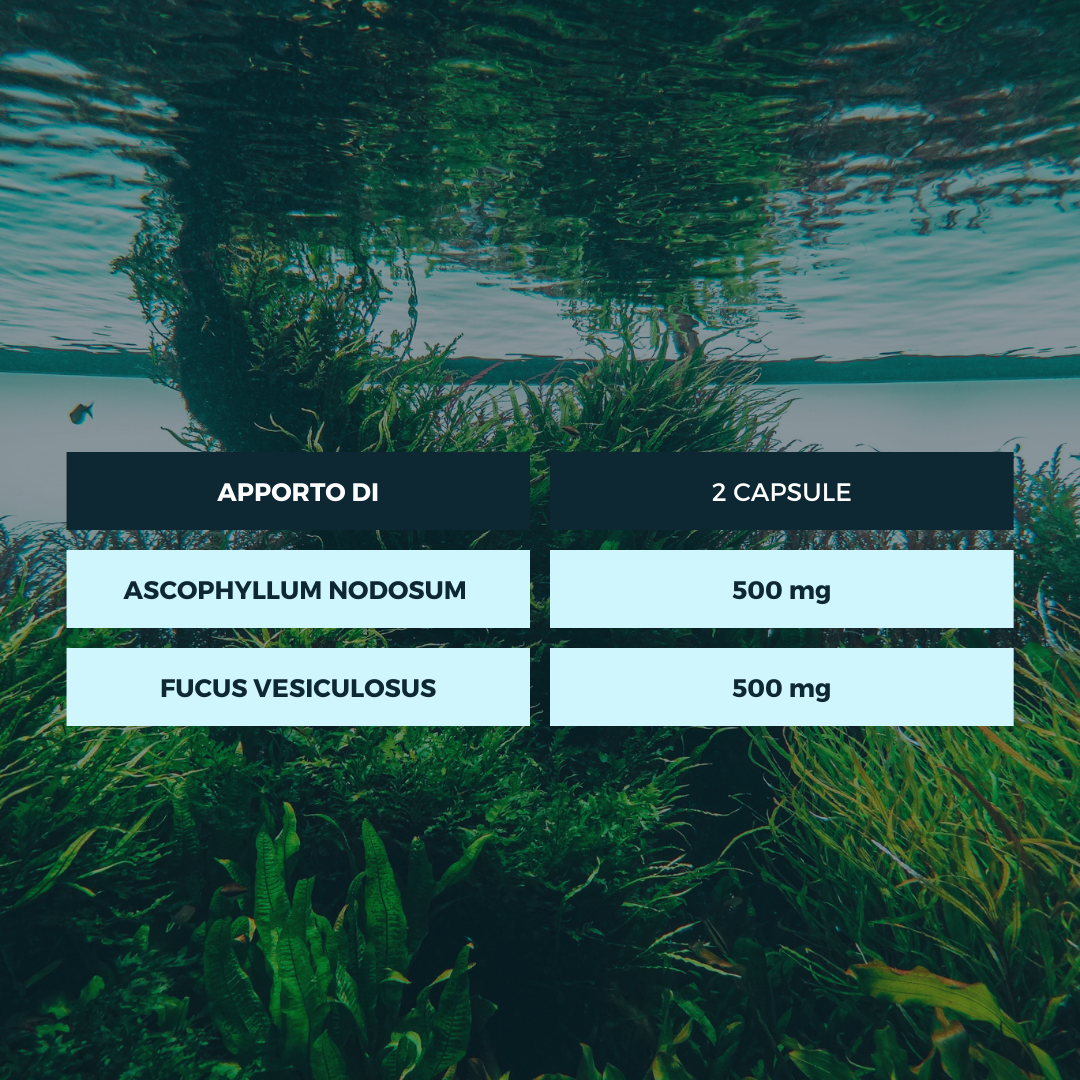 KELP - ALGHE BRUNE Ecosalute