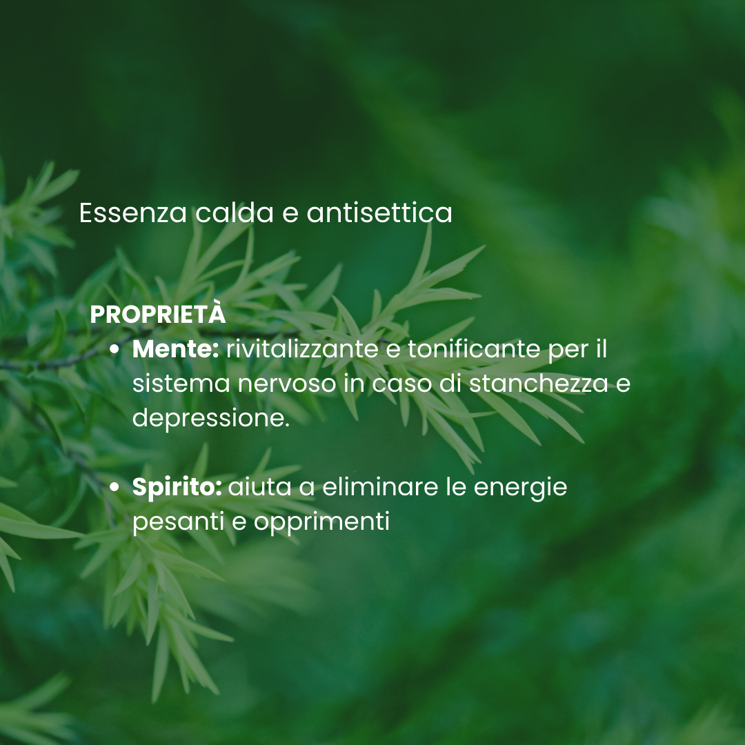 OLIO ESSENZIALE TEA TREE Ecosalute