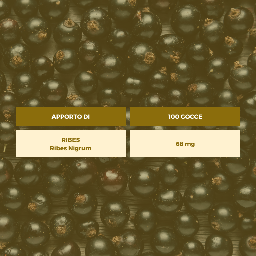 RIBES NIGRUM GEMMODERIVATO Ecosalute
