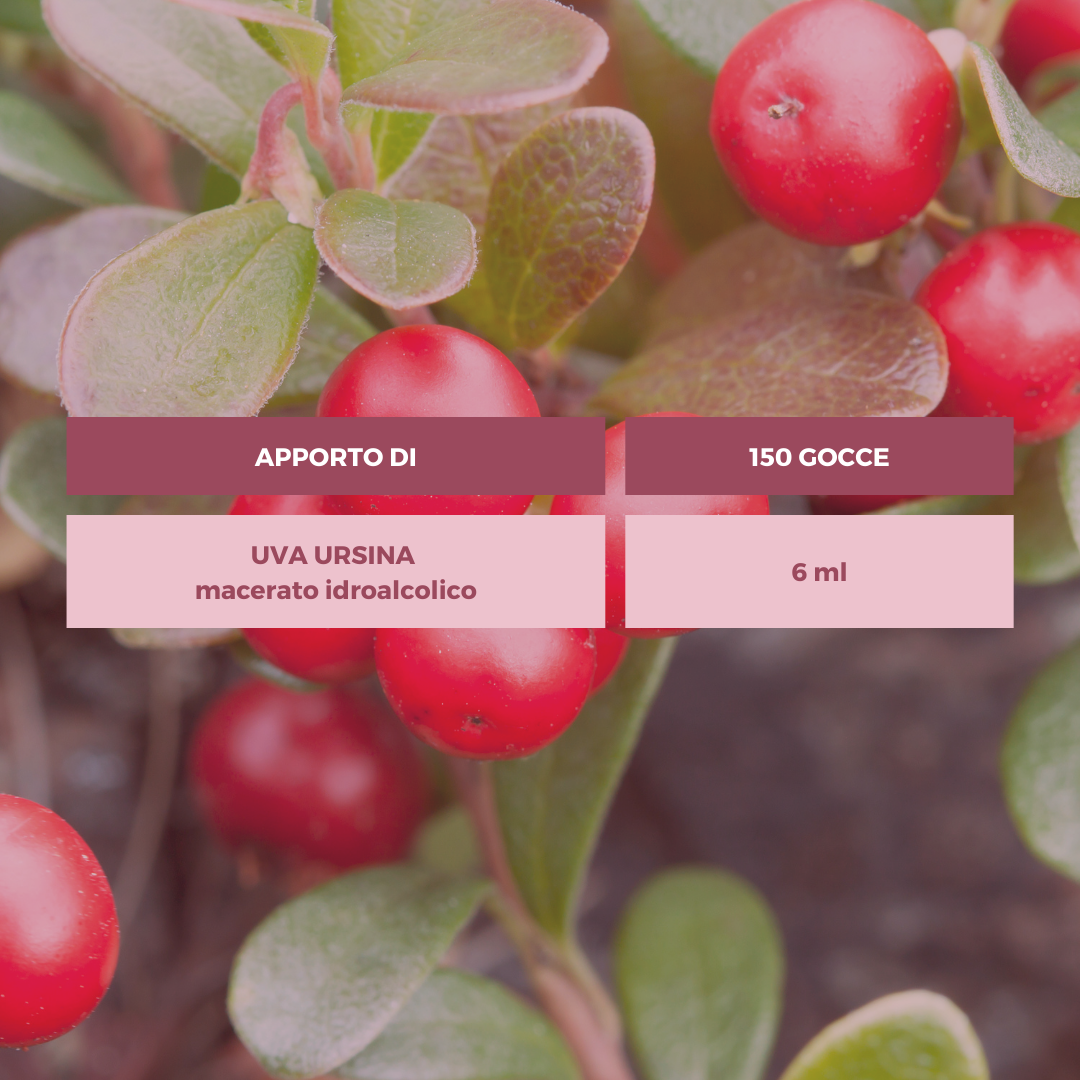 UVA URSINA TINTURA OFFICINALE Ecosalute