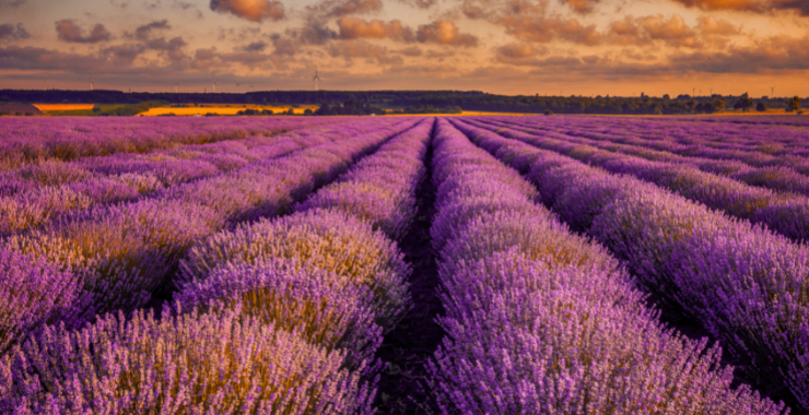 7 IDEE PER UTILIZZARE L'OLIO ESSENZIALE DI LAVANDA Ecosalute