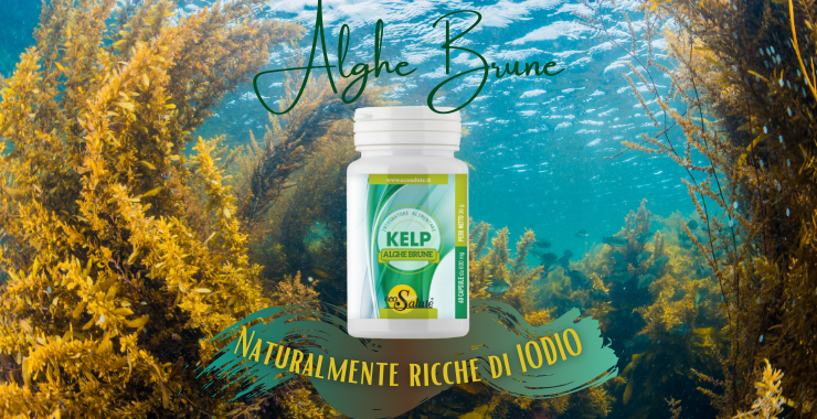 Alghe Kelp: naturalmente fonte di Iodio Ecosalute