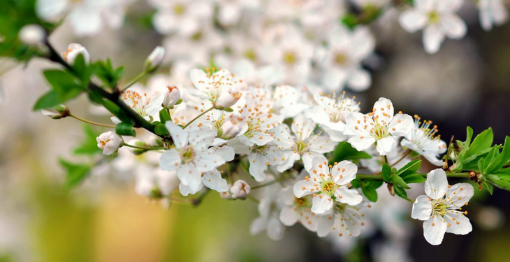 BIANCOSPINO LA PIANTA CORDIALE Ecosalute