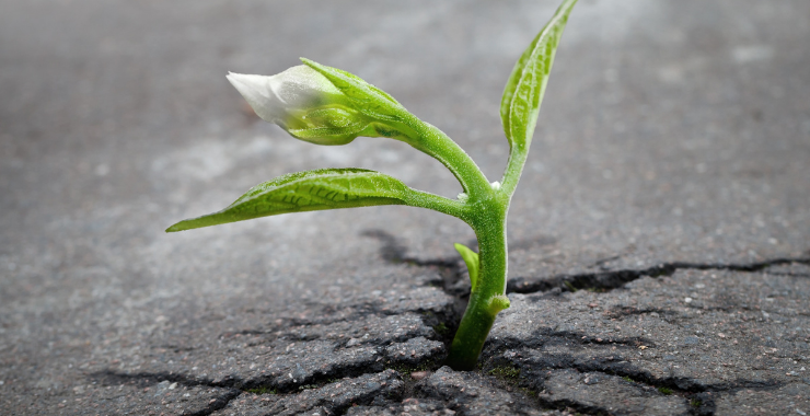 ECCESSO DI METALLI PESANTI: L'INTOSSICAZIONE SILENTE Ecosalute