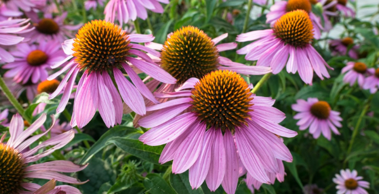 ECHINACEA IN DIFESA DELLA TUA SALUTE Ecosalute