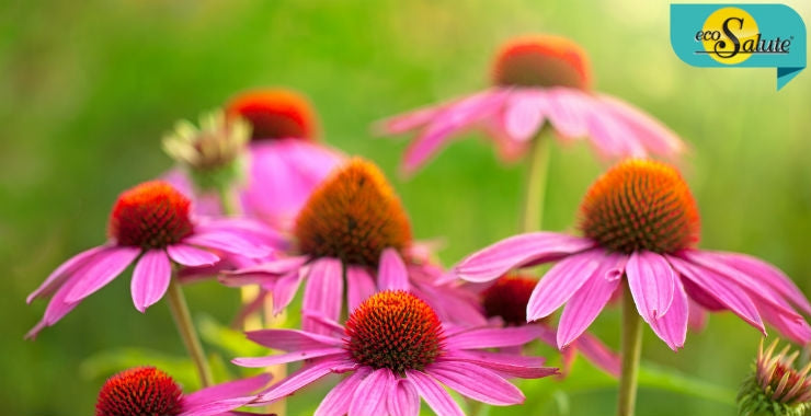 ECHINACEA: LA TUA ALLEATA PER POTENZIARE IL SISTEMA IMMUNITARIO… Ecosalute