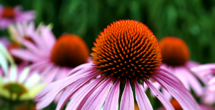 ECHINACEA: PER UN AUTUNNO IN SALUTE Ecosalute