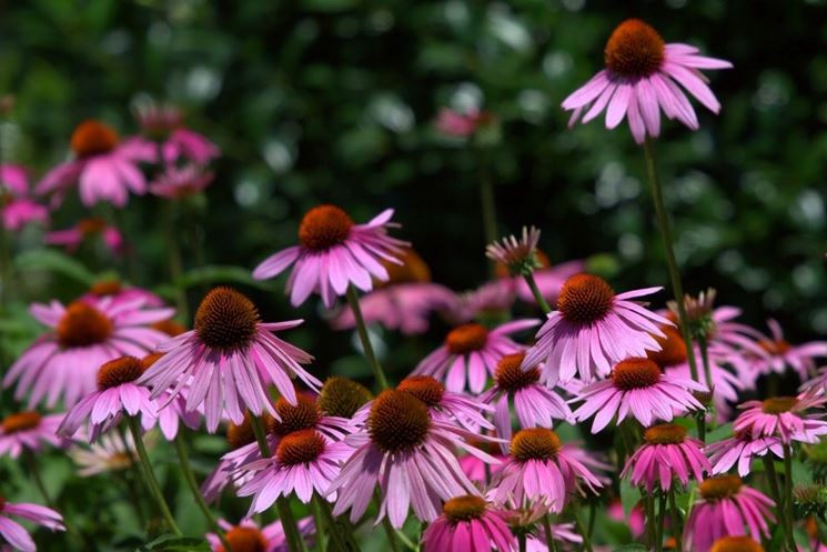 ECHINACEA: il fiore degli indiani Ecosalute