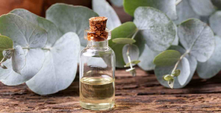 EUCALIPTO, L'OLIO DEL BENESSERE Ecosalute