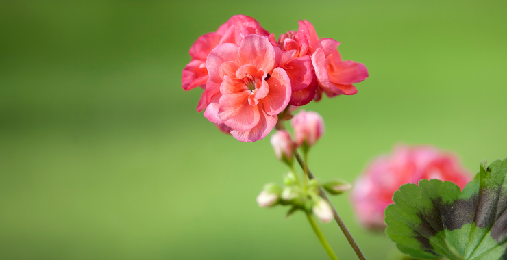 GERANIO: UN RICORDO DI ROSA Ecosalute