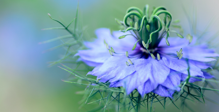 LA NIGELLA SATIVA UN RIMEDIO ANTICO E MODERNO Ecosalute