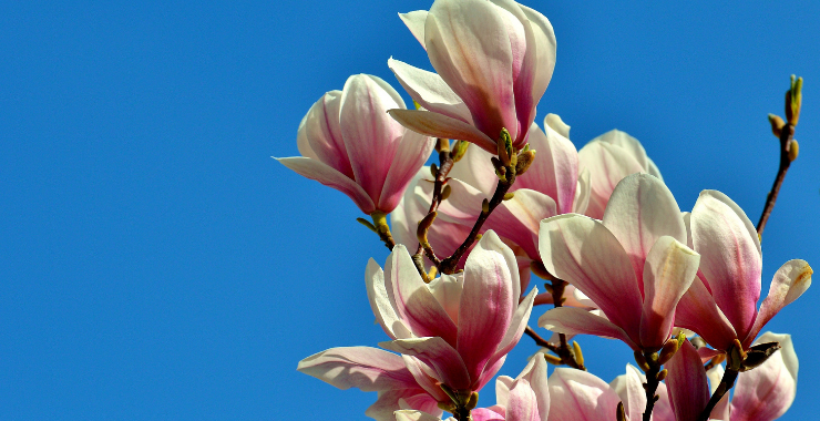 LA PENNA ROSA: I CONSIGLI PER UNA FIORITURA CON I FIOCCHI! Ecosalute