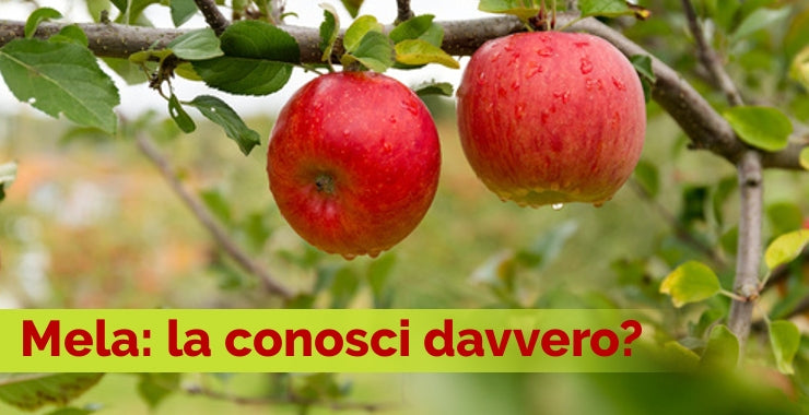 MELA: LA CONOSCI DAVVERO? Ecosalute