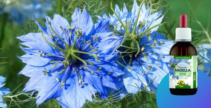 OLIO DI NIGELLA SATIVA: UN TOCCASANA PER SCOTTATURE E INFEZIONI Ecosalute