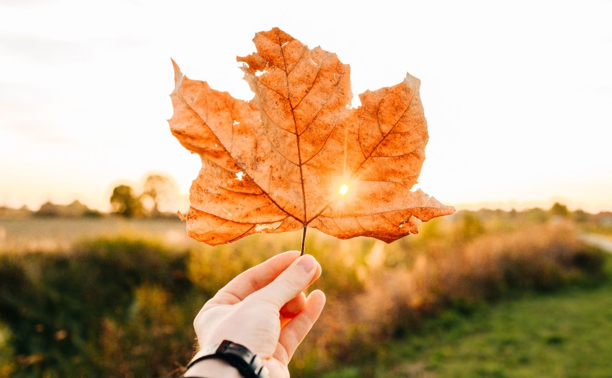 autunno stagione transizione