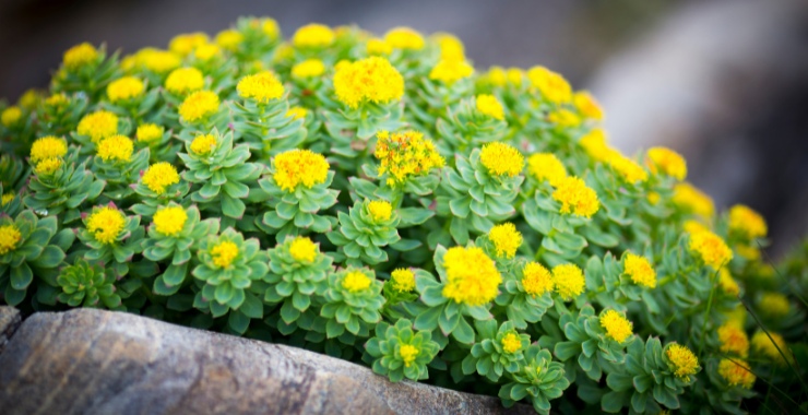 RHODIOLA ROSEA, LA MIGLIORE DIFESA CONTRO LO STRESS! Ecosalute