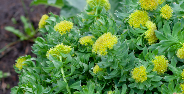 RHODIOLA ROSEA: per un'estate senza stress Ecosalute