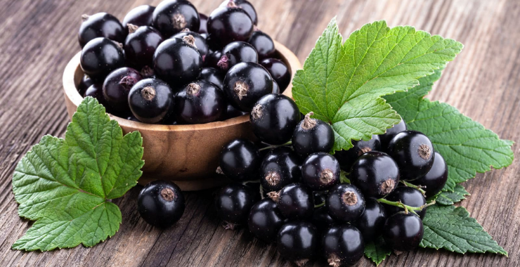 RIBES NIGRUM: PERLA DELLA FITOTERAPIA Ecosalute