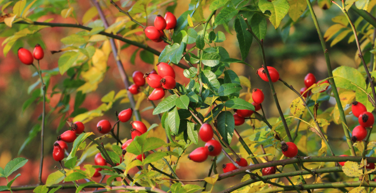 ROSA CANINA: UN SORGENTE NATURALE Ecosalute