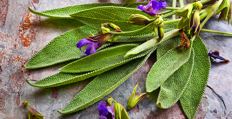 SALVIA: LA PIANTA SACRA Ecosalute