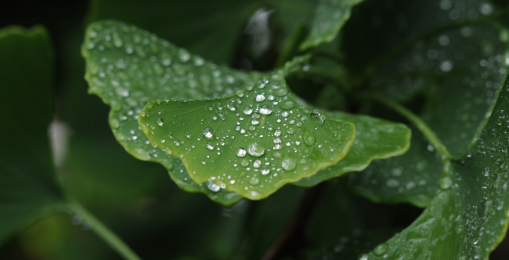 STANCHEZZA FISICA e MENTALE: Scegli il Ginkgo e la Spirulina Ecosalute