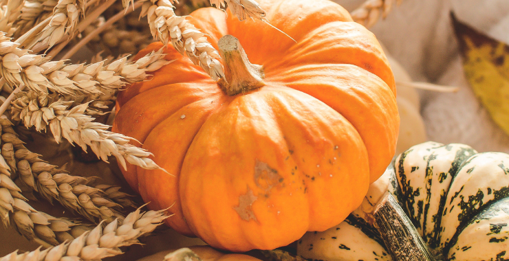 TUTTO SULLA REGINA DI HALLOWEEN: LA ZUCCA Ecosalute